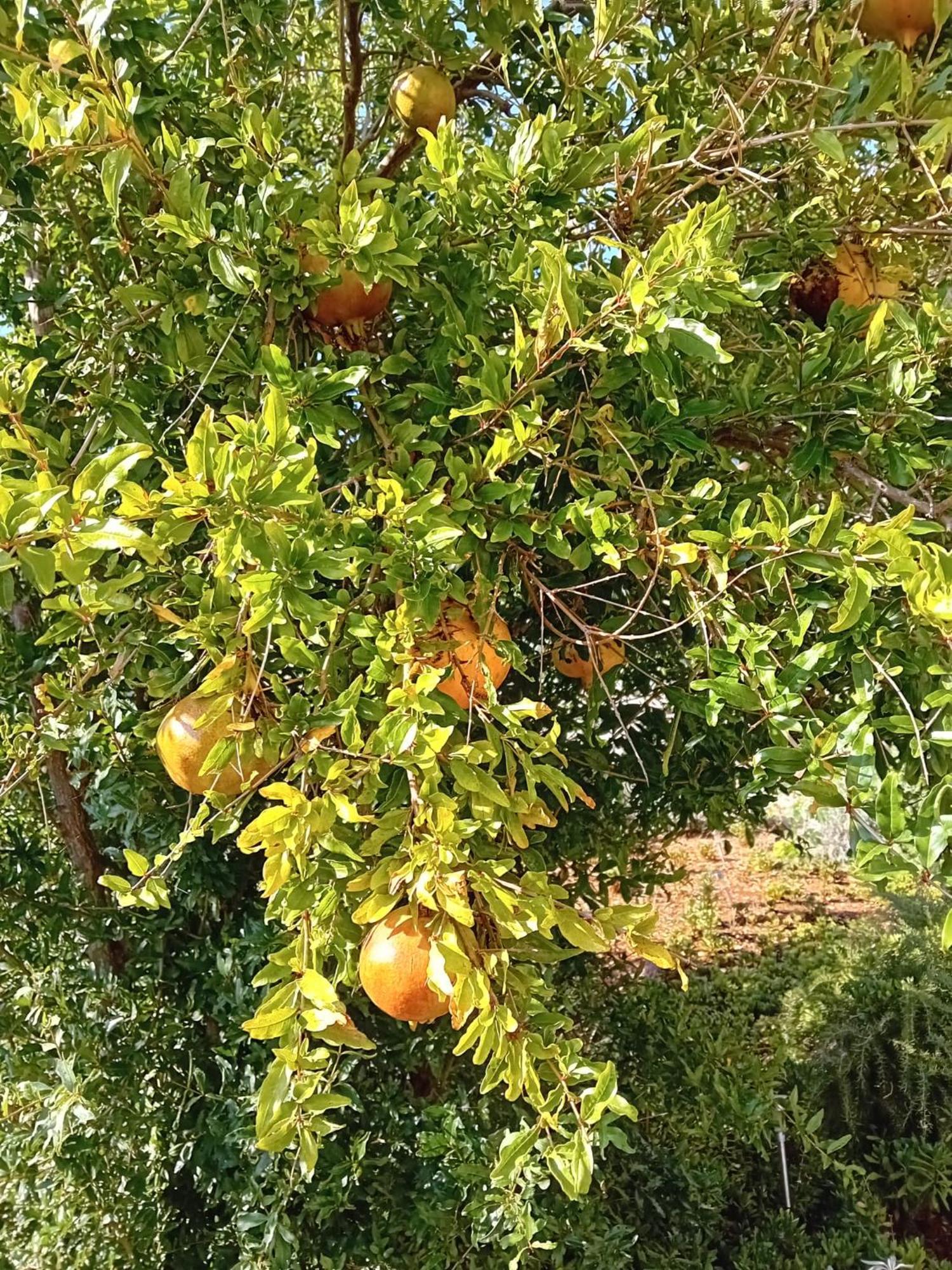 Kuca Za Odmor Maruska Βίλα Mali Drvenik Εξωτερικό φωτογραφία